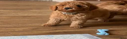 Cavapoo dogs for sale: ** REDUCED - READY NOW ** F1B Cavapoo Puppiess - Advert 14