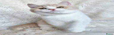 British Shorthair 1
