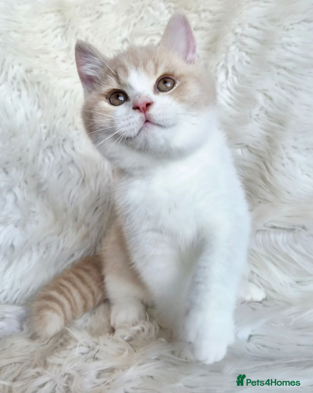 British Shorthair cats for sale: Gorgeous British shorthair kittens  - Advert 2
