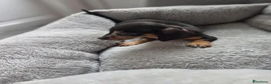 Miniature Dachshund 3