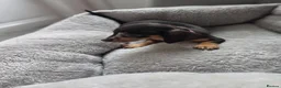 Miniature Dachshund dogs for sale: Miniature dachsund - Advert 16