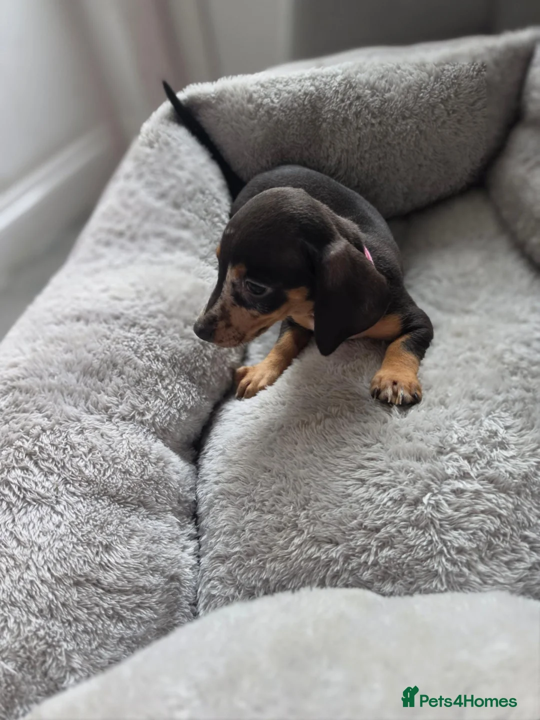 Miniature Dachshund dogs for sale: Miniature dachsund - Advert 16