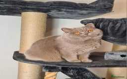 British Shorthair cats for sale: Tica registered British Shorthair kittens Champion - Image 40