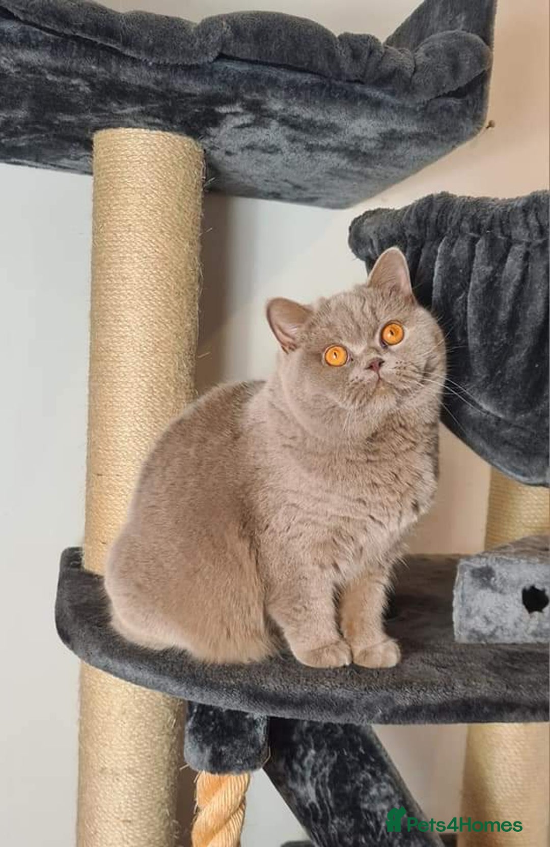 British Shorthair cats for sale: Tica registered British Shorthair kittens Champion - Image 40