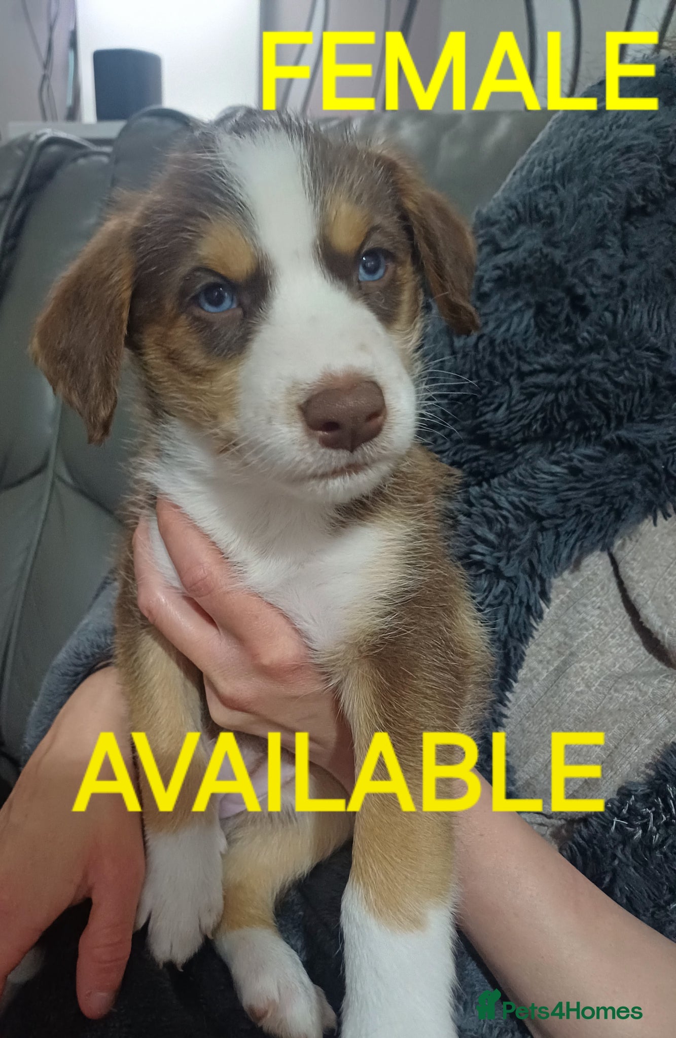 Mixed Breed dogs for sale: **STUNNING HUSKYDOODLES**LAST 1 READY TO LEAVE  - Advert 1