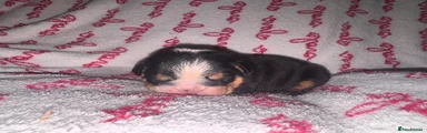 English Bulldog 4