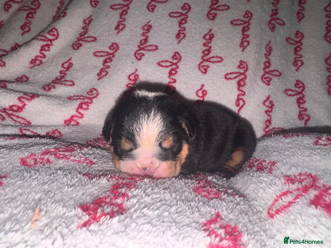 English Bulldog dogs for sale: Registered english bulldog puppies  - Advert 2