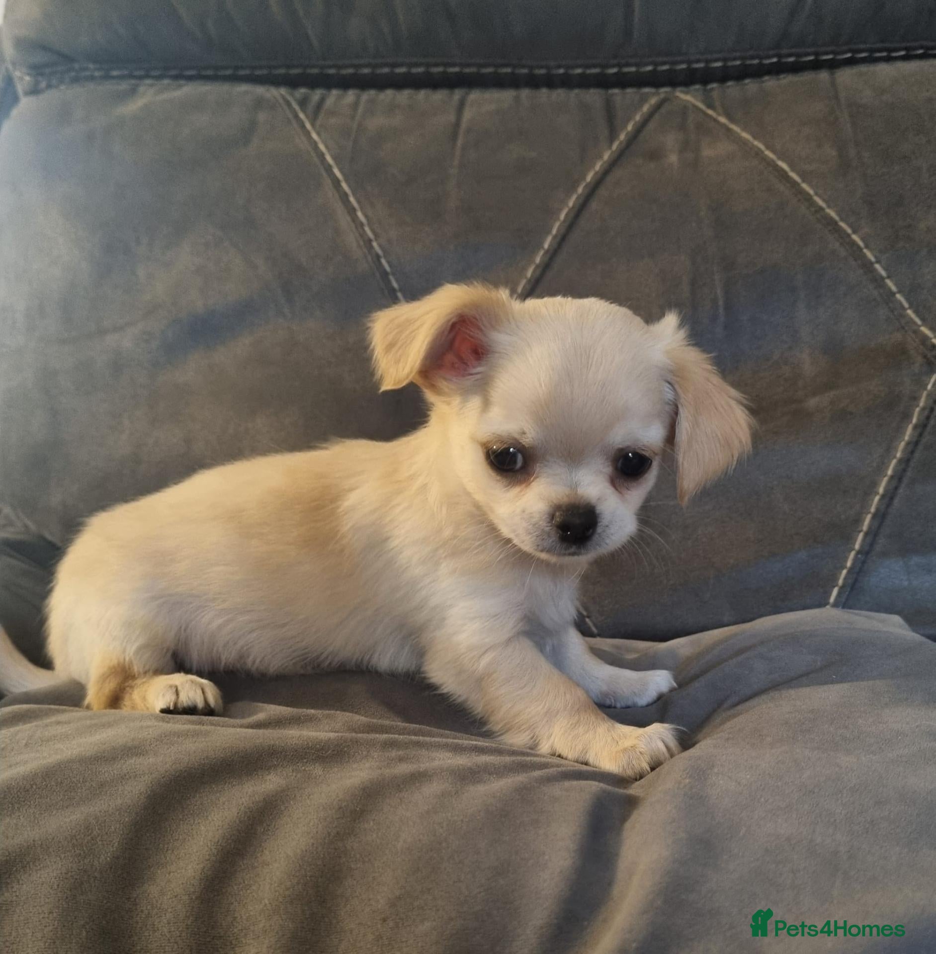 Chihuahua dogs Ready now Longhaired chihuahua puppies  - Advert 2