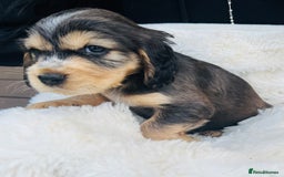 Cocker Spaniel dogs for sale: Gorgeous show type cocker spaniels - Image 12