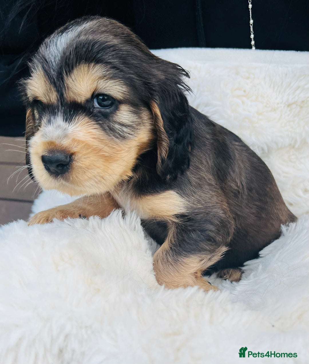 Cocker Spaniel dogs for sale: Gorgeous show type cocker spaniels - Image 12