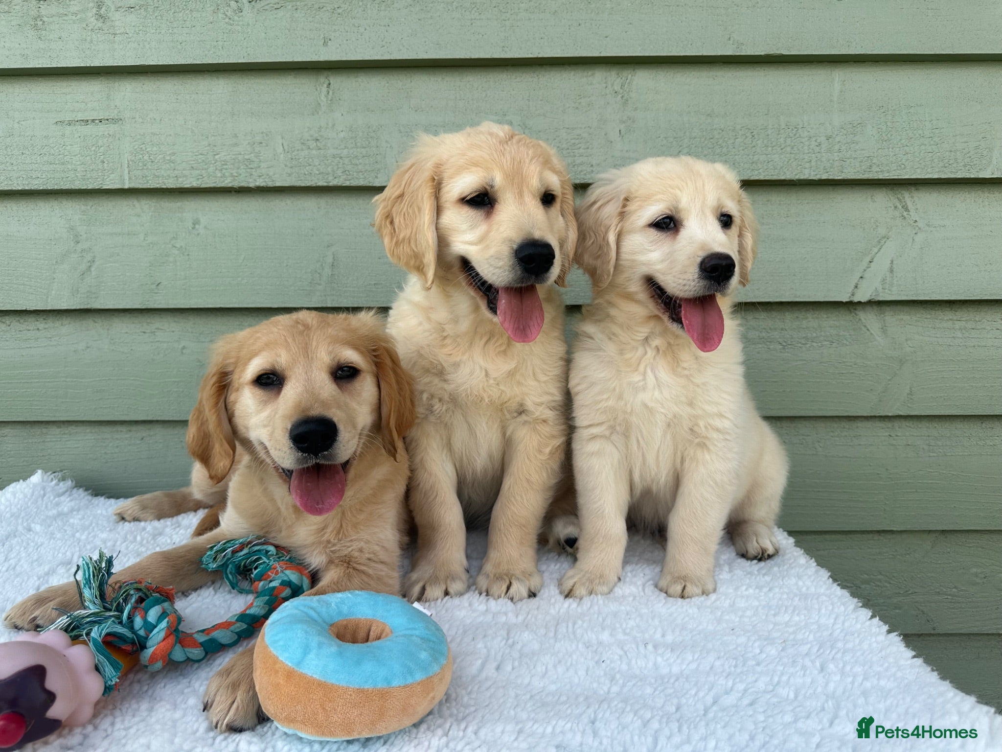 Golden Retriever dogs Golden Retriever Girl 3 Months old - Advert 2