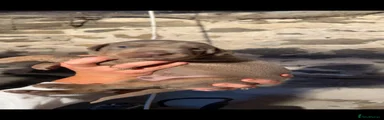 Dobermann Puppy 2