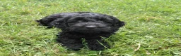 Cockapoo dogs for sale: Brilliant Cockalier-a-Poo Puppies – Ready Soon! - Advert 5