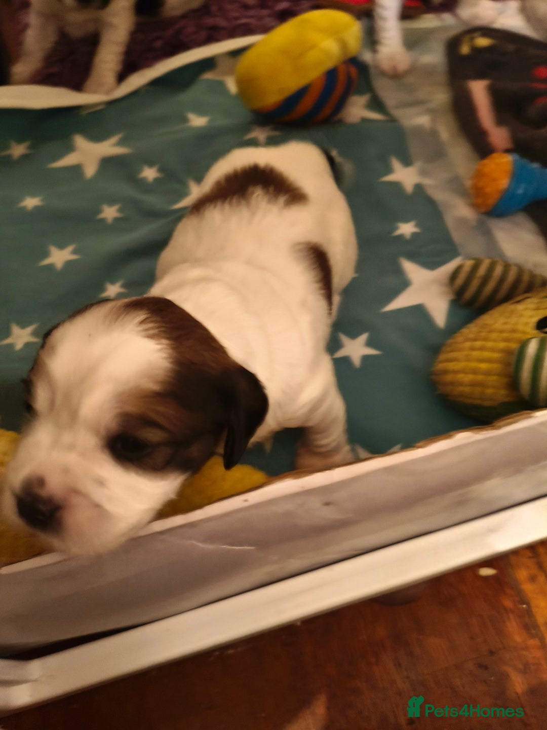 Mixed Breed dogs for sale: Gorgeous Cocker Bassett x Shichon pups  - Image 6