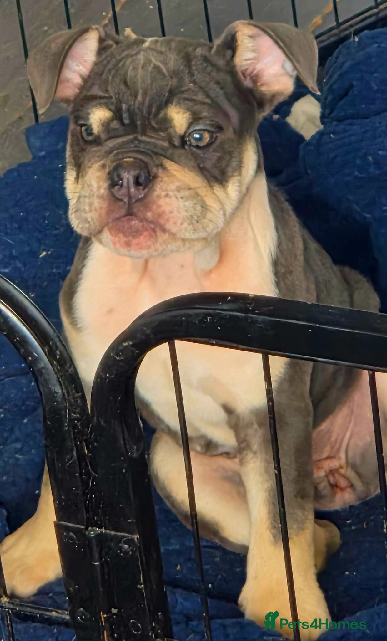 English Bulldog dogs READY TO LEAVE KC REG BLUE TRI ENGLISH BULLDOGS  - Advert 2