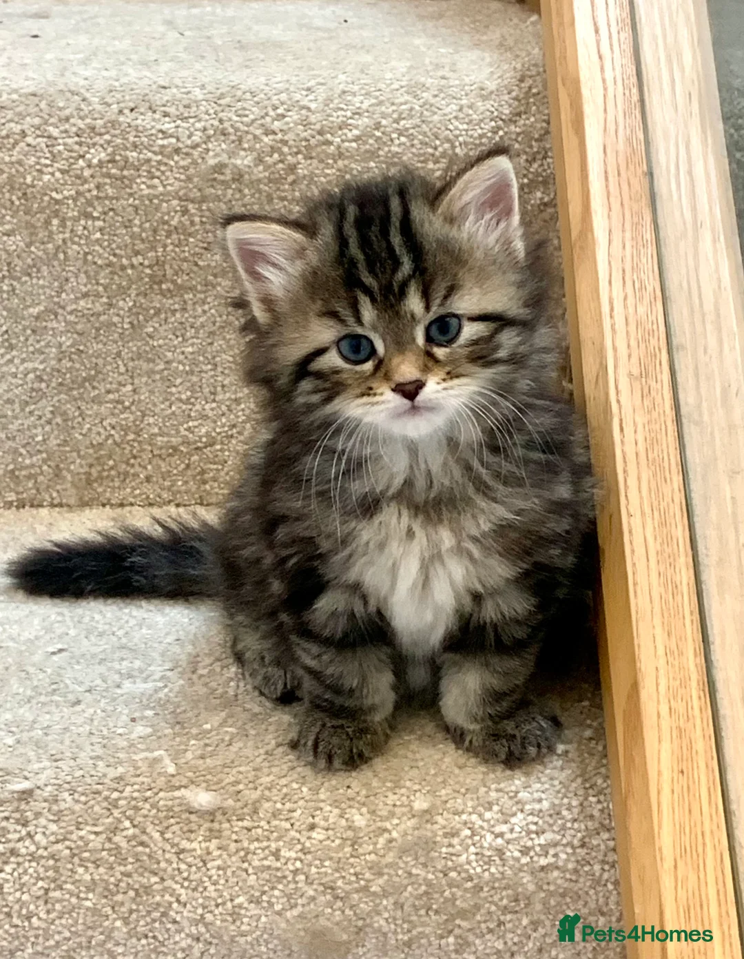 Siberian cats for sale: Siberian Kittens  - Advert 4