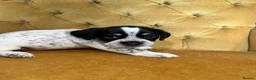 Mixed Breed dogs for sale: pugmation puppies in Chelmsford - Advert 9