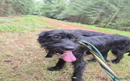 Mixed Breed dogs for adoption: Micky - Norwich Norfolk  - Image 7