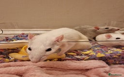 Rat rodents for sale: 3 female rats - Image 4