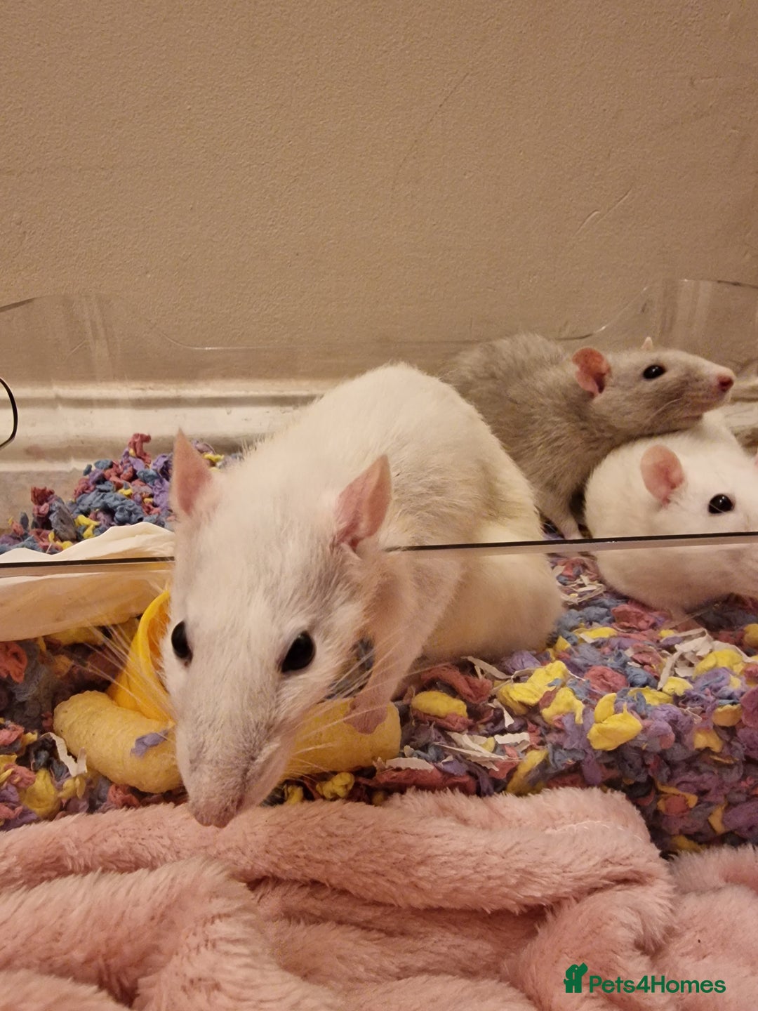 Rat rodents for sale: 3 female rats - Image 4