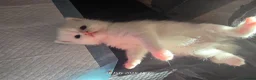 Exotic cats for sale: Persian/British Shorthaired cats - Advert 16