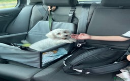 Bichon Frise dogs for sale: 18 week old Bichon Frise boy for sale. CHEAP! - Image 5