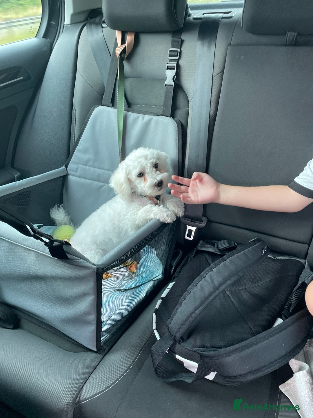 Bichon Frise dogs for sale: 18 week old Bichon Frise boy for sale. CHEAP! - Image 5