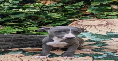 Whippet dogs - Advert 1