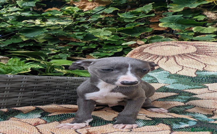 Whippet dogs - Advert 5