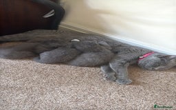 Mixed Breed cats for sale: Ragdoll x British short hair kitten - Image 4