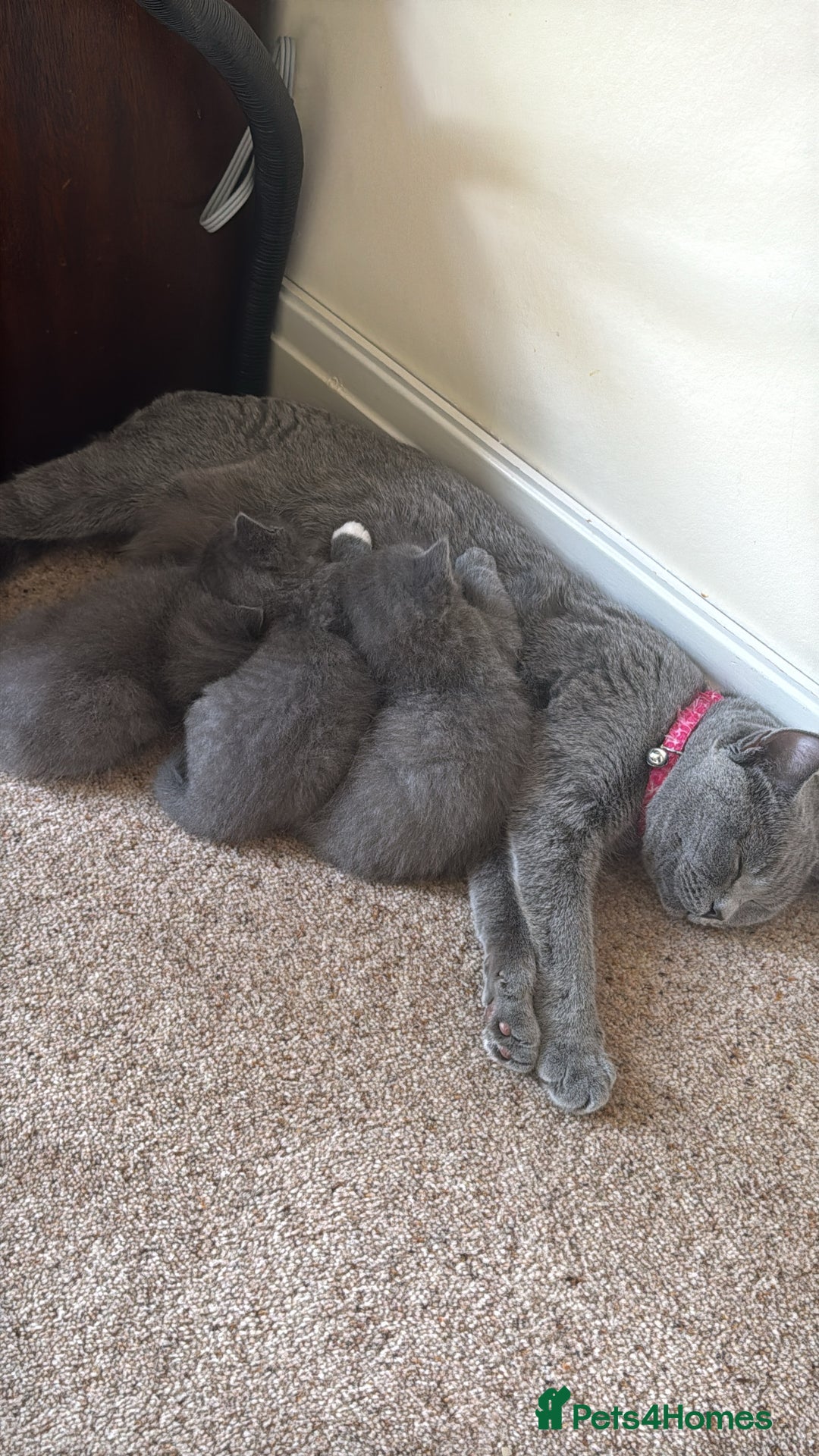 Mixed Breed cats for sale: Ragdoll x British short hair kitten - Image 4
