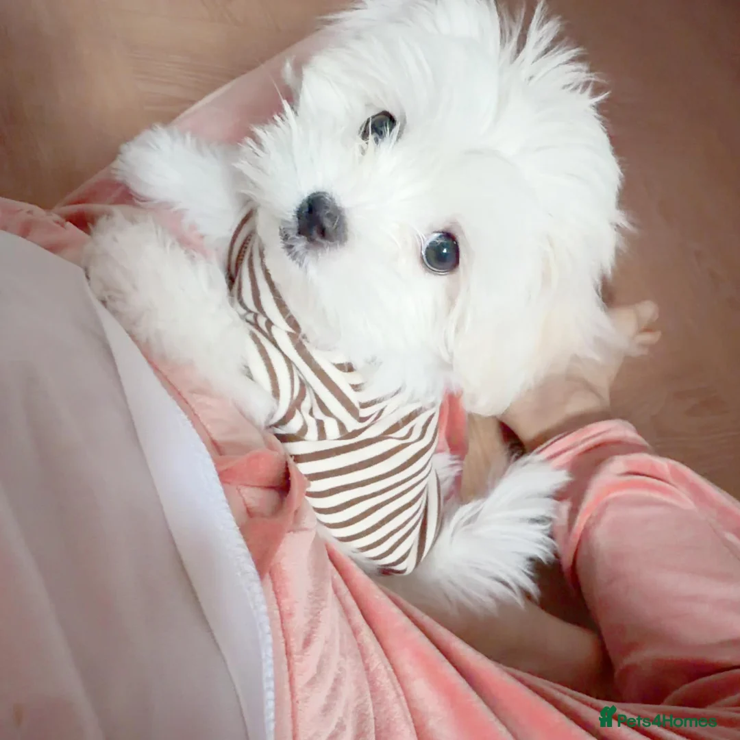 Maltese dogs for sale: Adorable White Maltese Puppy for Sale - Advert 3