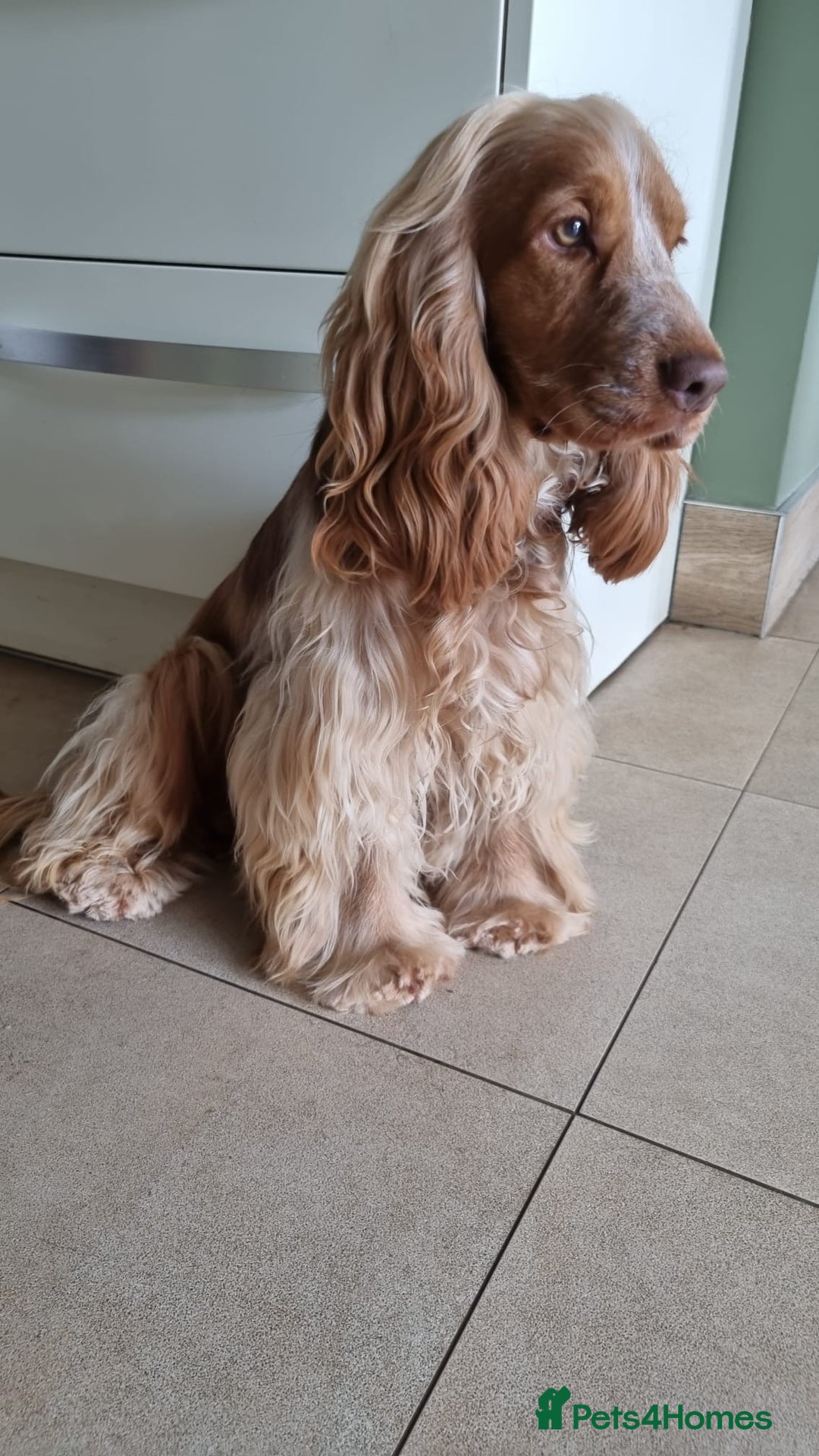 Cocker Spaniel dogs for sale: top quality health tested repeat mating show type - Image 4