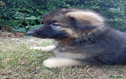 German Shepherd dogs for sale: KC Long Haired, Last Remaining boy  - Image 1