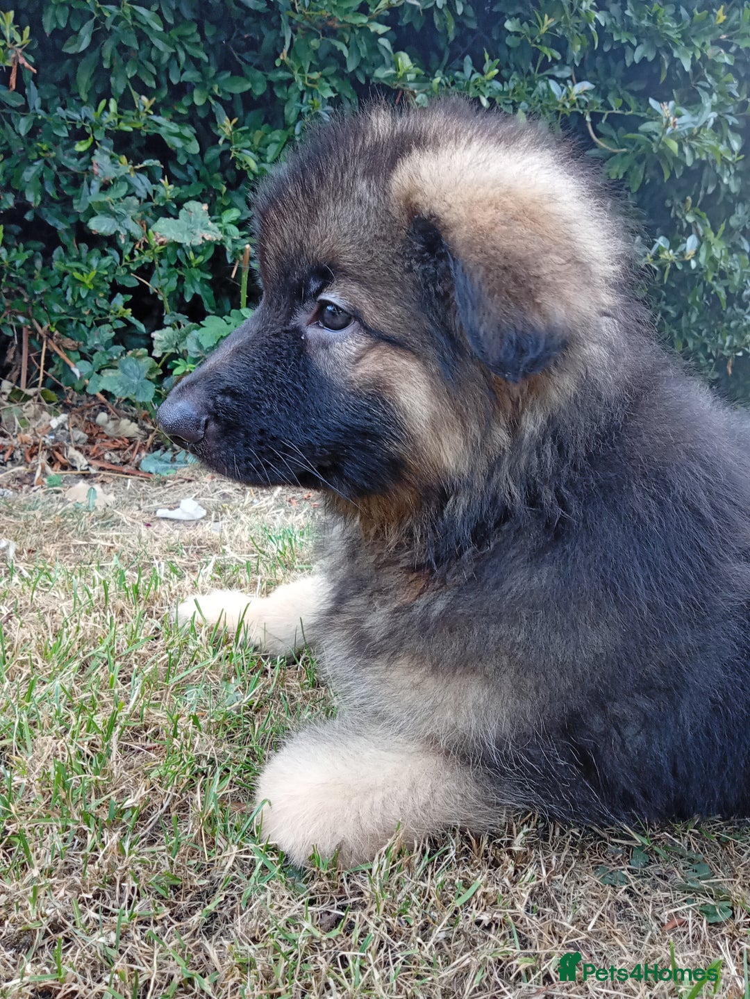 German Shepherd dogs for sale: KC Long Haired, Last Remaining boy  - Image 1