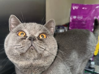 British Shorthair cats Male British short hair - Advert 1