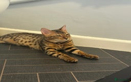 Bengal cats for sale: Boy and a girl bangle Kittin for sale - Image 3