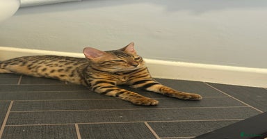 Bengal cats - Advert 11