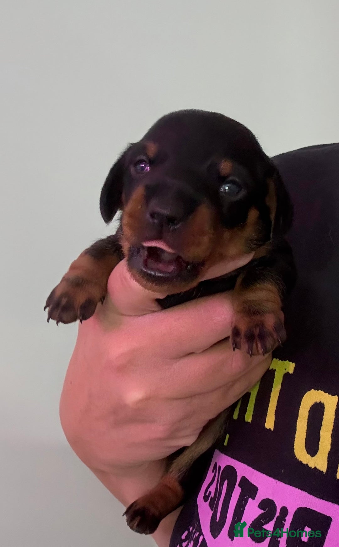 Miniature Dachshund dogs for sale: Miniature dachshund puppies 🐾 - Image 15