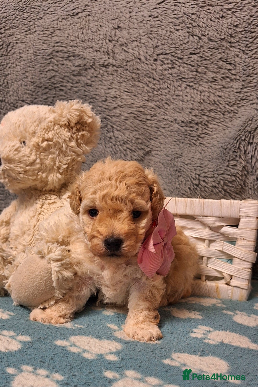 Maltipoo dogs for sale: Gorgeous DNA tested Maltipoo - Advert 1