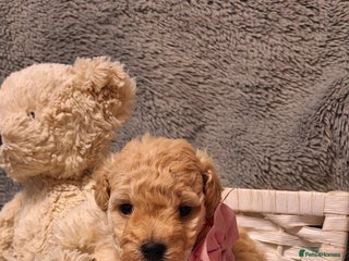 Maltipoo dogs Gorgeous DNA tested Maltipoo - Advert 1