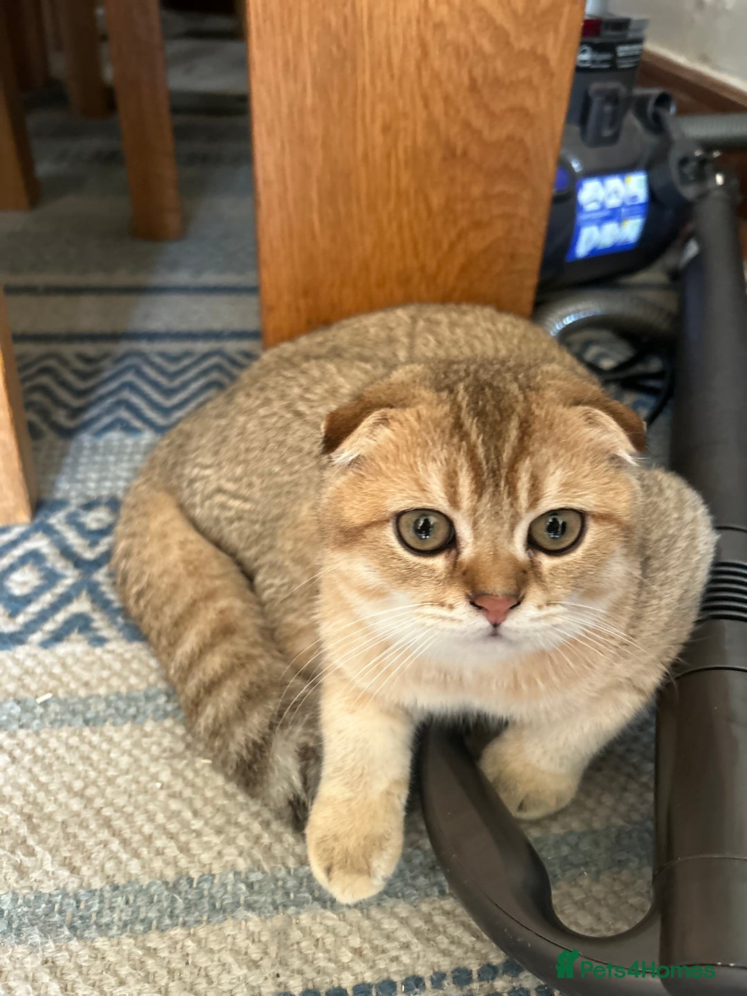 Scottish Fold cats for sale: Gold Chinchilla Scottish fold baby’s  - Image 24