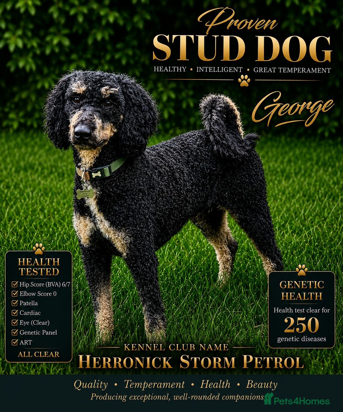 Labradoodle dogs KC Reg-Hip Scored-Ex Health tested mini poodle - Advert 22
