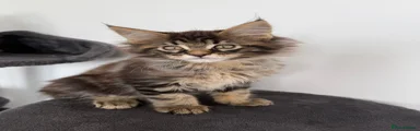 Classic Brown Tabby Girl