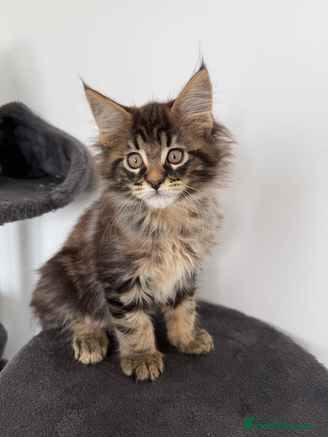 Maine Coon cats for sale: XL Russian Cubs 💚 - Advert 14
