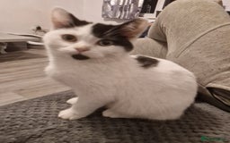 Selkirk Rex cats for sale: Tica reg  pedigree selkirk rex kittens ready now  - Advert 3