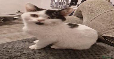 Selkirk Rex cats Tica registered pedigree selkirk rex kittens - Advert 6