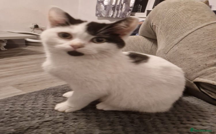 Selkirk Rex cats Tica registered pedigree selkirk rex kittens - Advert 11