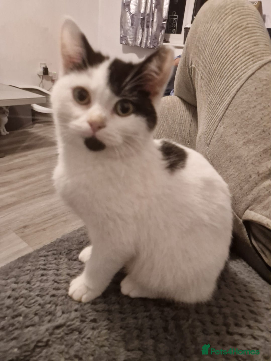 Selkirk Rex cats for sale: Tica reg  pedigree selkirk rex kittens ready now  - Advert 3