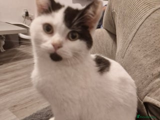 Selkirk Rex cats Tica registered pedigree selkirk rex kittens - Advert 2